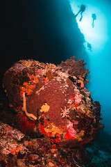 Scuba divers swimming among colorful reef ecosystems underwater, surrounded by schools of small...