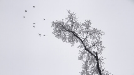 tree and bird in winter