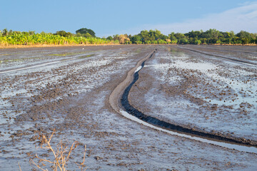 An area prepared for growing rice Is a trace like a giant slithering through