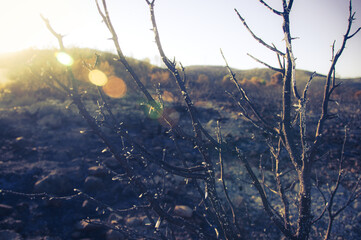 Paisaje, bosque Mediterráneo quemado después de un incendio forestal. Parque del Foix.  
