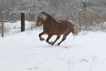 Lauffreudiges Pferd