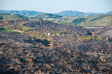 Paisaje, bosque Mediterráneo quemado después de un incendio forestal. Parque del Foix.  