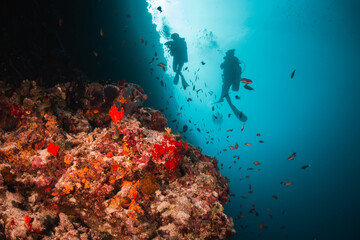Scuba divers swimming among colorful reef ecosystems underwater, surrounded by schools of small...