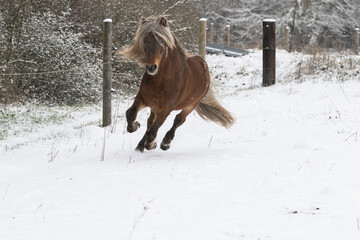 Dynamisches Pferd