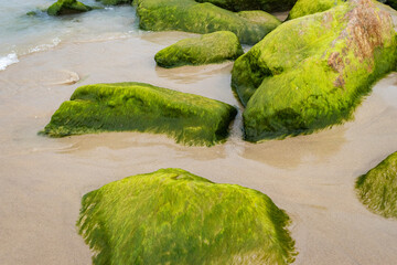 green rocks near sea shore