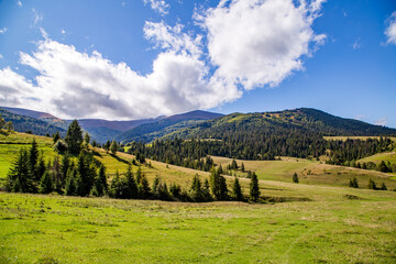 meadow with coniferous trees near the mountains and the sky with clouds. Clean air ecology.