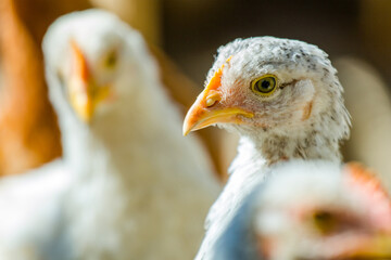 chickens close up. bird species. Domestic chickens.