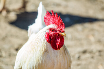 white rooster with a red comb close up. Domestic chickens.
