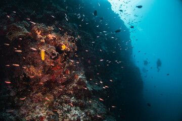 Fototapeta na wymiar Scuba divers swimming among colorful reef ecosystems underwater, surrounded by schools of small tropical fish 