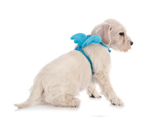 white miniature schnauzer in studio