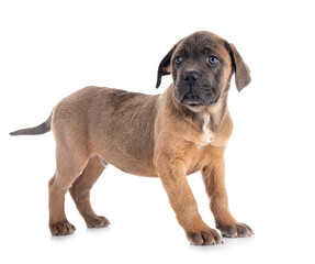 Obraz premium puppy cane corso