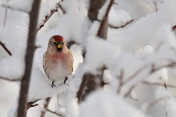 A tiny, bright male common redpoll sits in a snow-covered tree on a sunny Alaska winter day