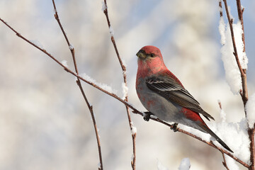 A bright red male pine grosbeak in a snow-covered tree on a sunny Alaska winter day