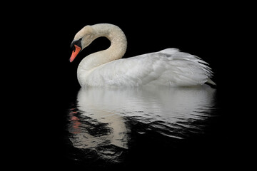 Swan on a black surface.