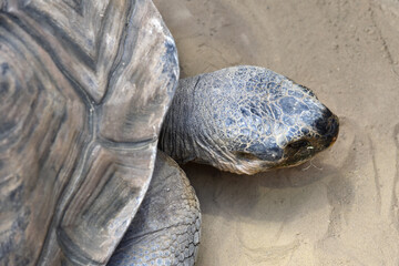 Close-up of a Galapagos tortoise
