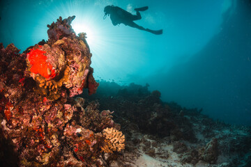 Fototapeta na wymiar Scuba divers swimming among colorful reef ecosystems underwater, surrounded by schools of small tropical fish 
