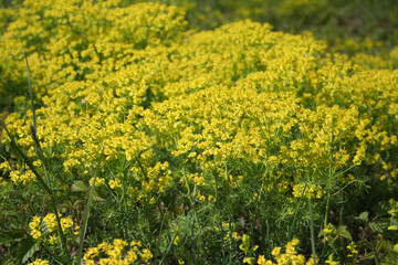 Yellow wildflower plant in bloom on summer 