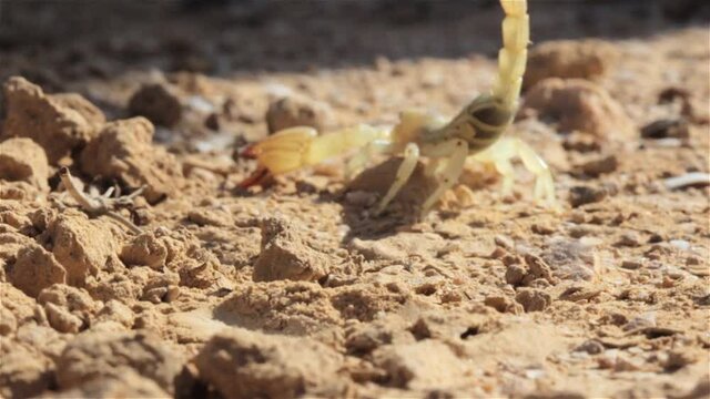 Yellow Scorpion Attacking in the desert
Close up shot , Negev Desert, Israel
