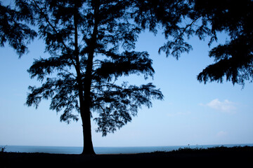 Fototapeta na wymiar Tree silhouette in evening time and sea sky
