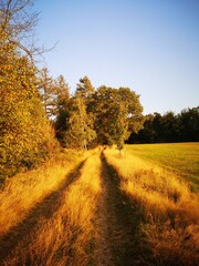 Naklejka premium Abendlicht auf dem Wanderweg