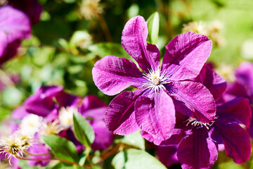 Purple clematis flowers on the blurred green foliage background. Floral and herbal backdrops