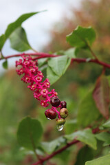 Close-up of Phytolacca americana fruit with berries and pink flowers. Pokeweed plant in the garden on selective focus