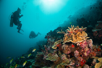 Scuba divers swimming among colorful reef ecosystems underwater, surrounded by schools of small tropical fish 