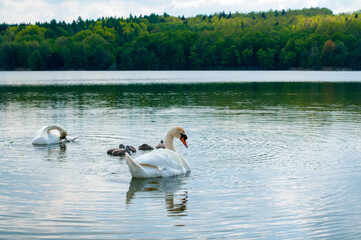 pair of swans with little swans