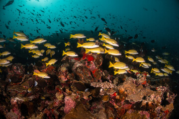 Schooling reef fish swimming among colorful reef in clear blue water, Maldives