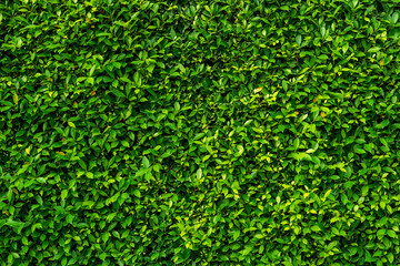 Green leaves wall texture for backdrop design, Nature Background.