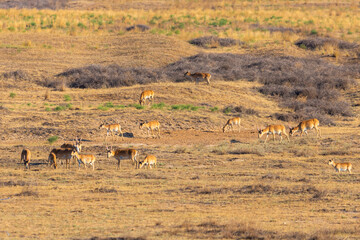 In savannah, steppe, prairie a herd of saigas is grazed. This is part of the largest herd of saigas in the world.