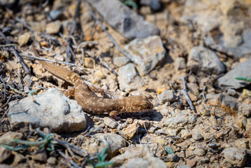 Even-fingered gecko genus Alcophyllex or squeaky gecko in wild nature