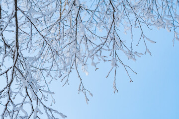 Birch branches covered with white frost on a blue background.