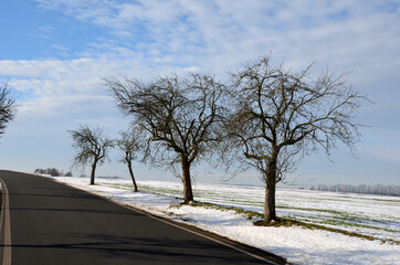 alley of fruit trees in an alley by a rural road. new asphalt and white curb. in a snow field flat...