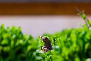 Crested Lark, Galerida cristata with a branch in its beak