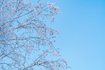Birch branches covered with white frost on a blue background.