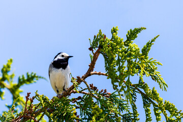 Motacilla alba. White Wagtail on a spring day on a branch of tree