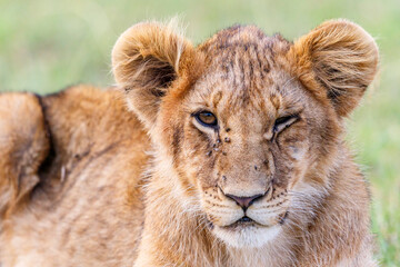 Portrait of a young lion