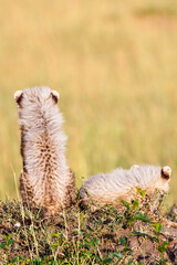 Cheetah cubs sitting in the grass with his back to the camera