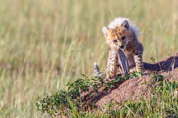 Curious Cheetah cub looking at the camera