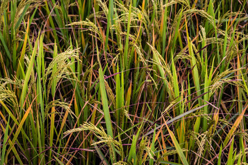 rice crop in countryside rural village area