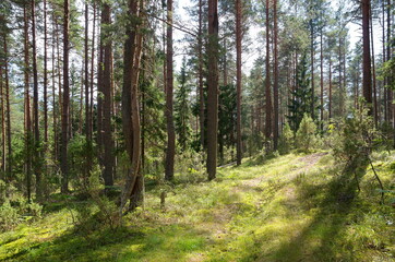 Coniferous forest in the Tver region on a summer day, Russia