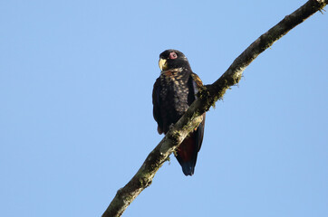Bronze-winged parrot (Pionus chalcopterus) in Equador