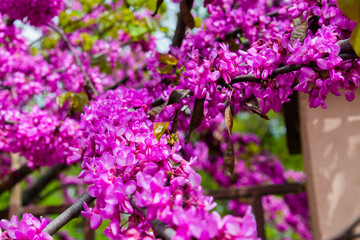 Close up of violet blossoming Cercis siliquastrum plant at Caucasus area