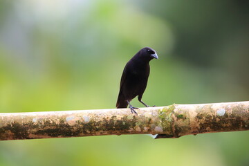 Scrub blackbird (Dives warczewiczi) in Equador