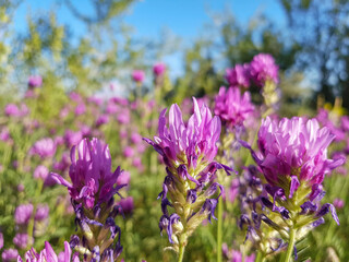 Obraz premium Field of clover flowers