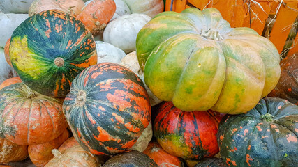 Many large orange pumpkins lie in the straw. Autumn street decoration. Autumn harvest of pumpkins prepared for the holiday