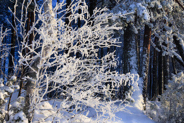 Russia, Karelia, Kostomuksha. A twig covered with frost. January 20, 2021.