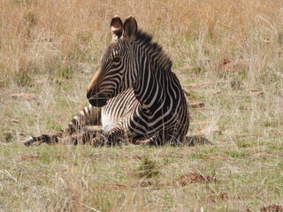 Resting zebra