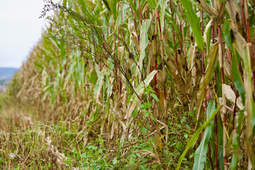 Corn field partly harvested at autumn scenery.